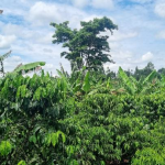 APCCO Coffee Agroforestry Project Training, Research and Community Outreach Activities Report